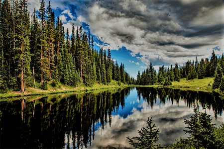 Lac et sapins