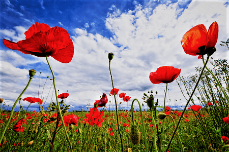 Coquelicots